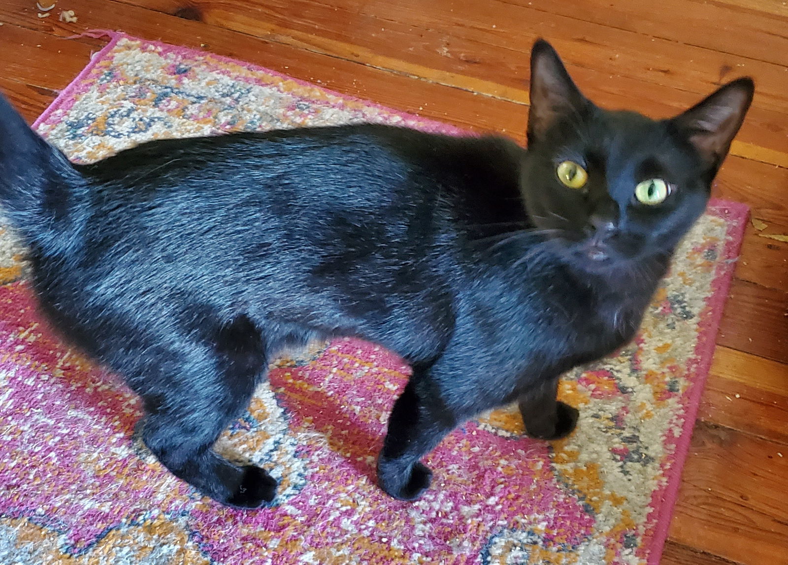 Shawney, an adoptable Domestic Short Hair in Winter Garden, FL, 34787 | Photo Image 1