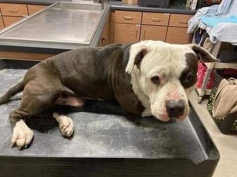 SKIPPER, an adoptable Pit Bull Terrier in napa, CA, 94559 | Photo Image 6