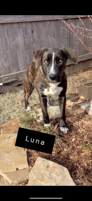 LUNA 373666 LIKESCATS,DOGS+HB!