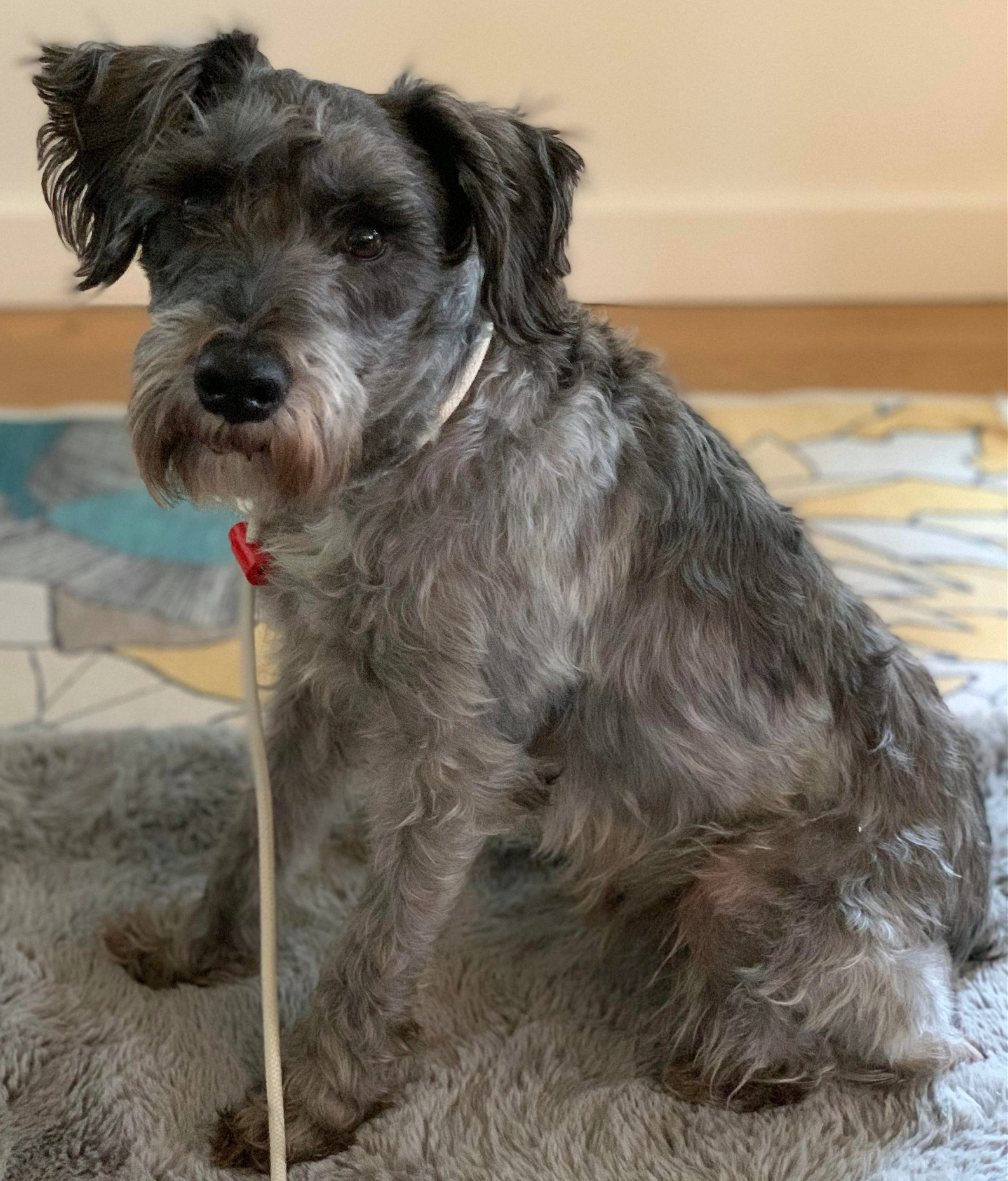 Achilles, an adoptable Schnauzer in Seattle, WA, 98165 | Photo Image 1