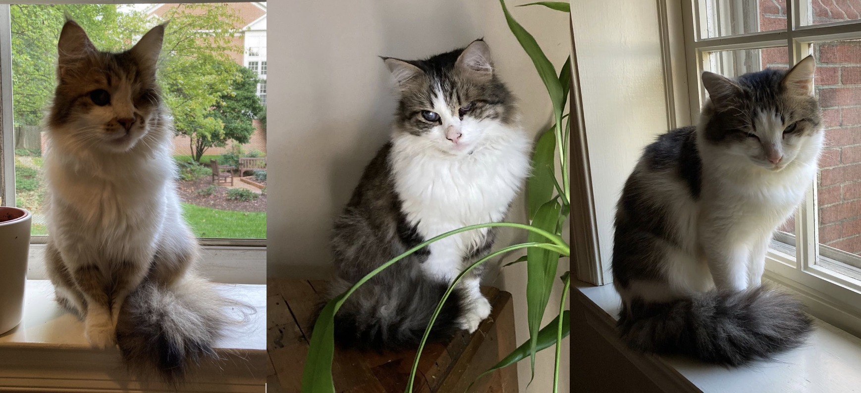 Three Blind Cats-- really, an adoptable Maine Coon, Domestic Medium Hair in Wayland, MA, 01778 | Photo Image 1