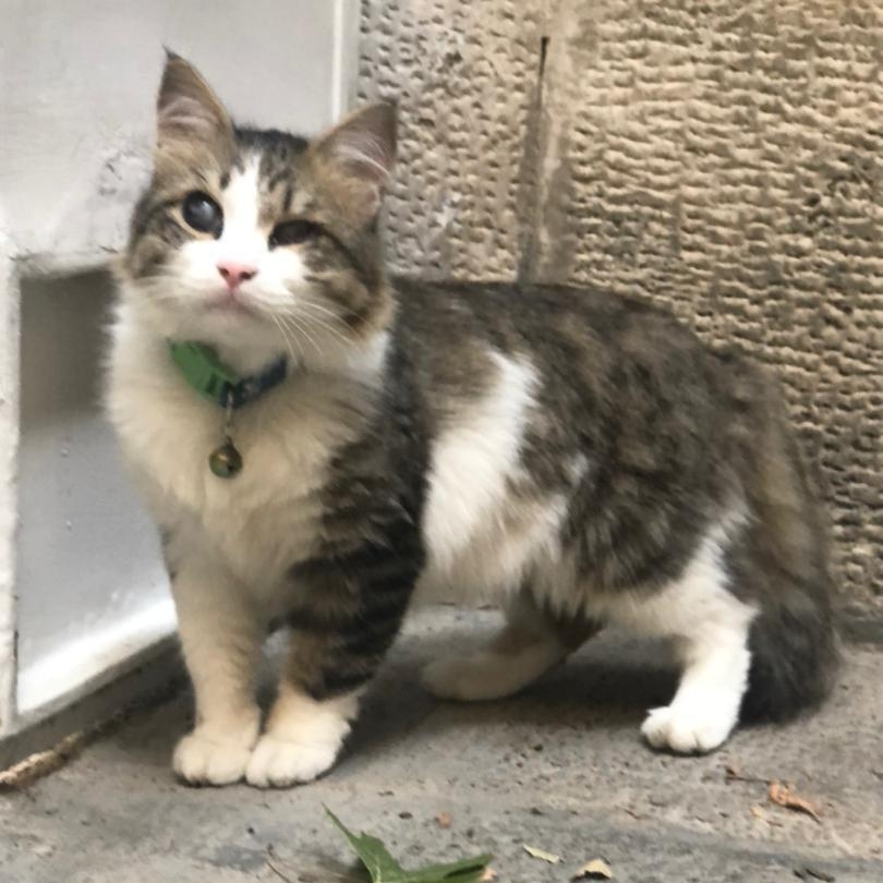 Three Blind Cats-- really, an adoptable Maine Coon, Domestic Medium Hair in Wayland, MA, 01778 | Photo Image 2