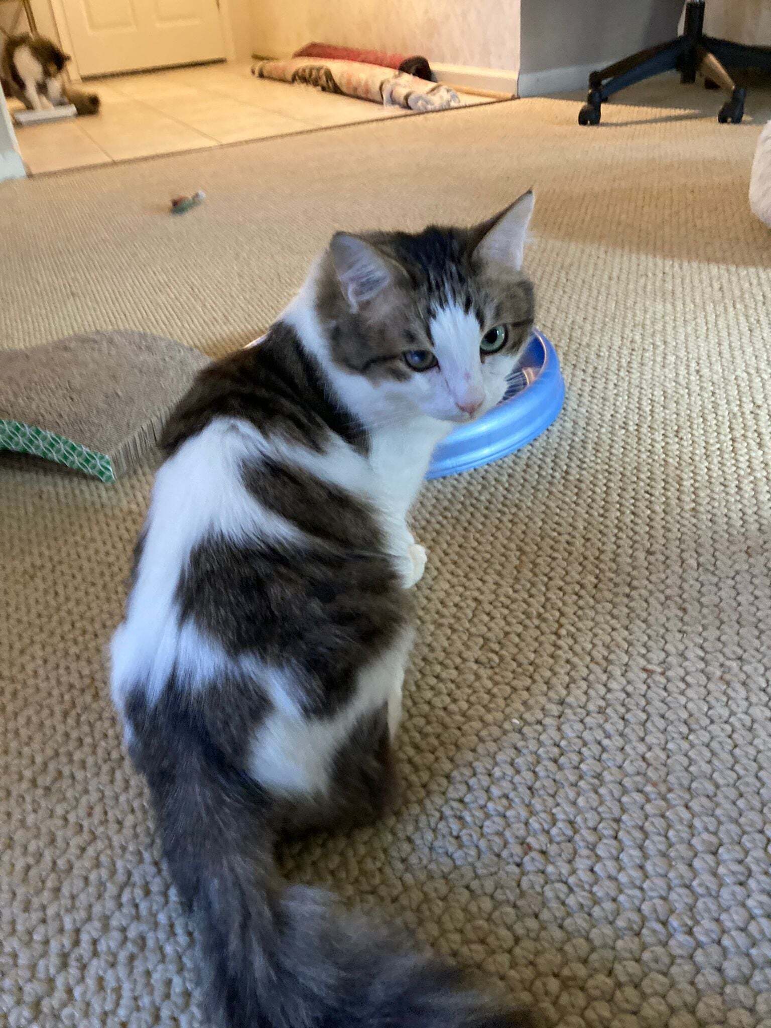 Three Blind Cats-- really, an adoptable Maine Coon, Domestic Medium Hair in Wayland, MA, 01778 | Photo Image 3