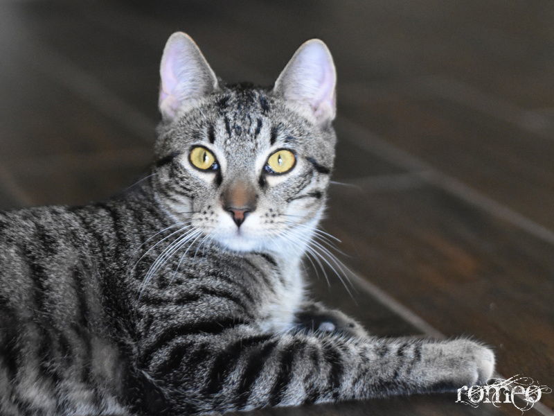 Romeo, an adoptable Domestic Short Hair in Montgomery, TX, 77316 | Photo Image 1