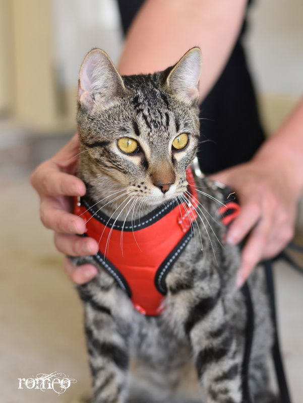 Romeo, an adoptable Domestic Short Hair in Montgomery, TX, 77316 | Photo Image 2