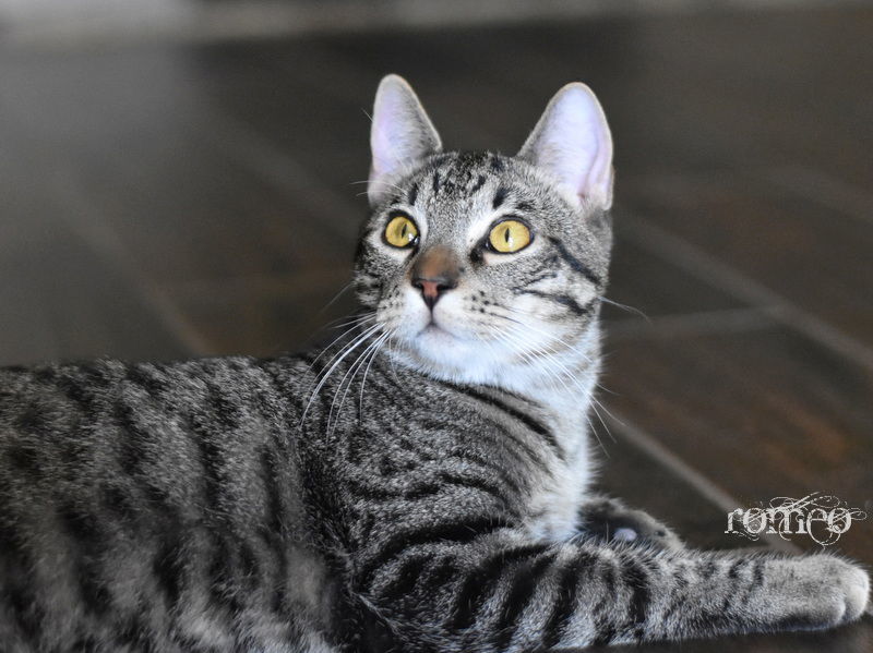 Romeo, an adoptable Domestic Short Hair in Montgomery, TX, 77316 | Photo Image 3