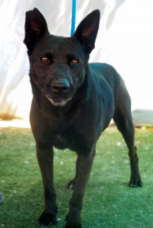 Lindsey -, Adult Female Labrador Retriever