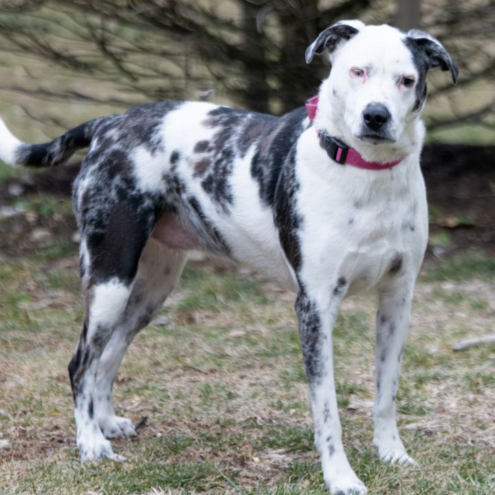 Stella , an adoptable Australian Shepherd & Catahoula Leopard Dog Mix in Briarcliff Manor, NY_image-1