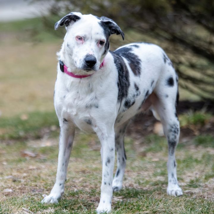 Stella**, an adoptable Catahoula Leopard Dog & Australian Shepherd Mix in Briarcliff Manor, NY_image-3