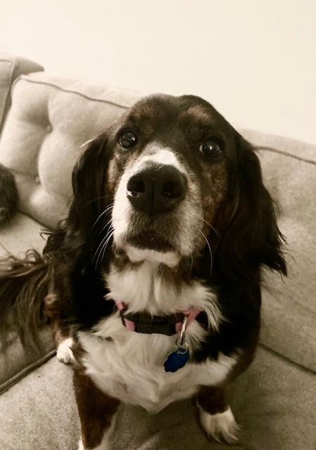 basset hound and cocker spaniel mix