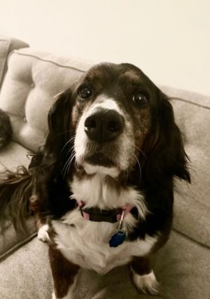 Cocker spaniel 2024 hound mix