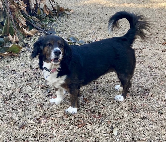 basset hound spaniel mix