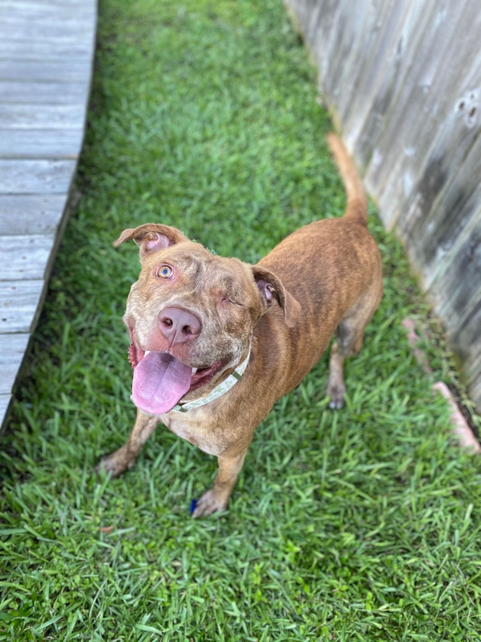 Pretzel- FOSTER NEEDED- southern charmer