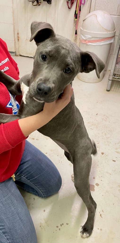 Mesquite, an adoptable Pit Bull Terrier in Midland, TX, 79705 | Photo Image 1