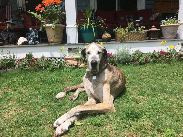 do great danes need a big yard