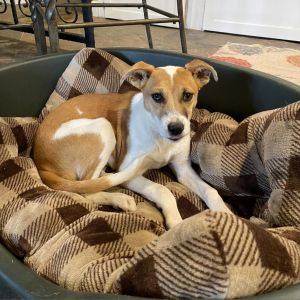Genie, Adult Female Mixed Breed