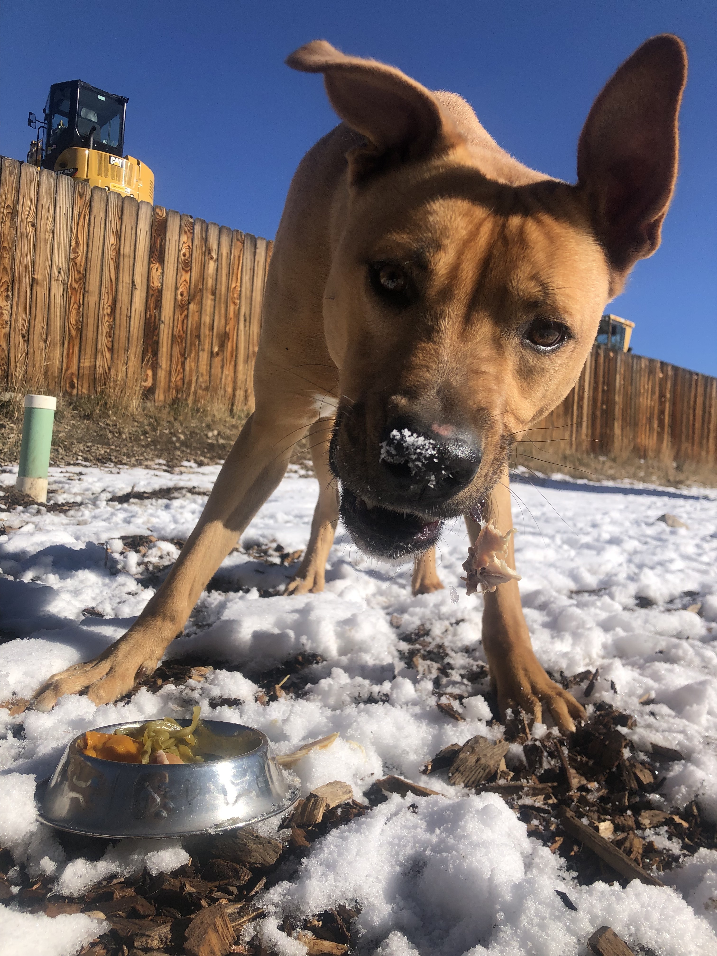 Charlie, an adoptable Black Mouth Cur in Crested Butte , CO, 81224 | Photo Image 1