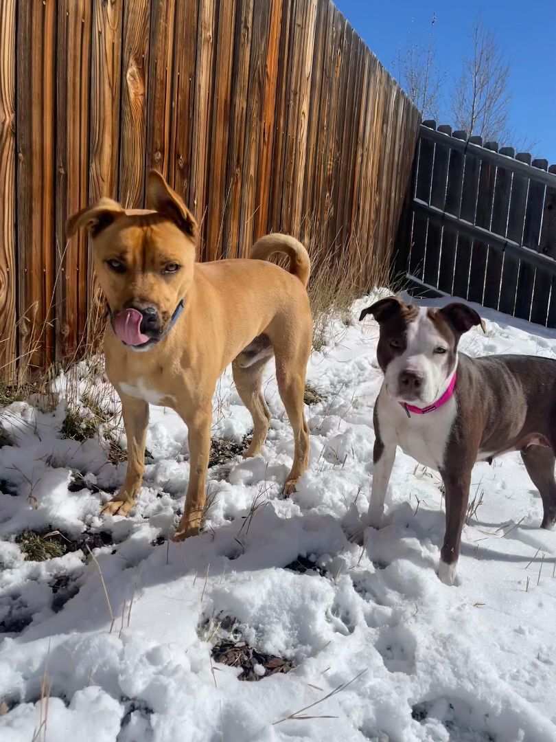 Charlie, an adoptable Black Mouth Cur in Crested Butte , CO, 81224 | Photo Image 2