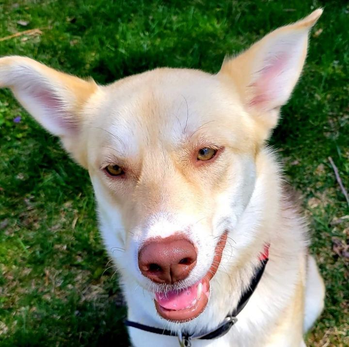 Zoe, an adoptable Siberian Husky & German Shepherd Dog Mix in Millersville, MD_image-1
