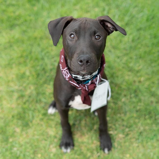 Happiness Pup - Peppy