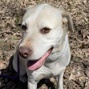 Odette, Adult Female Yellow Labrador Retriever