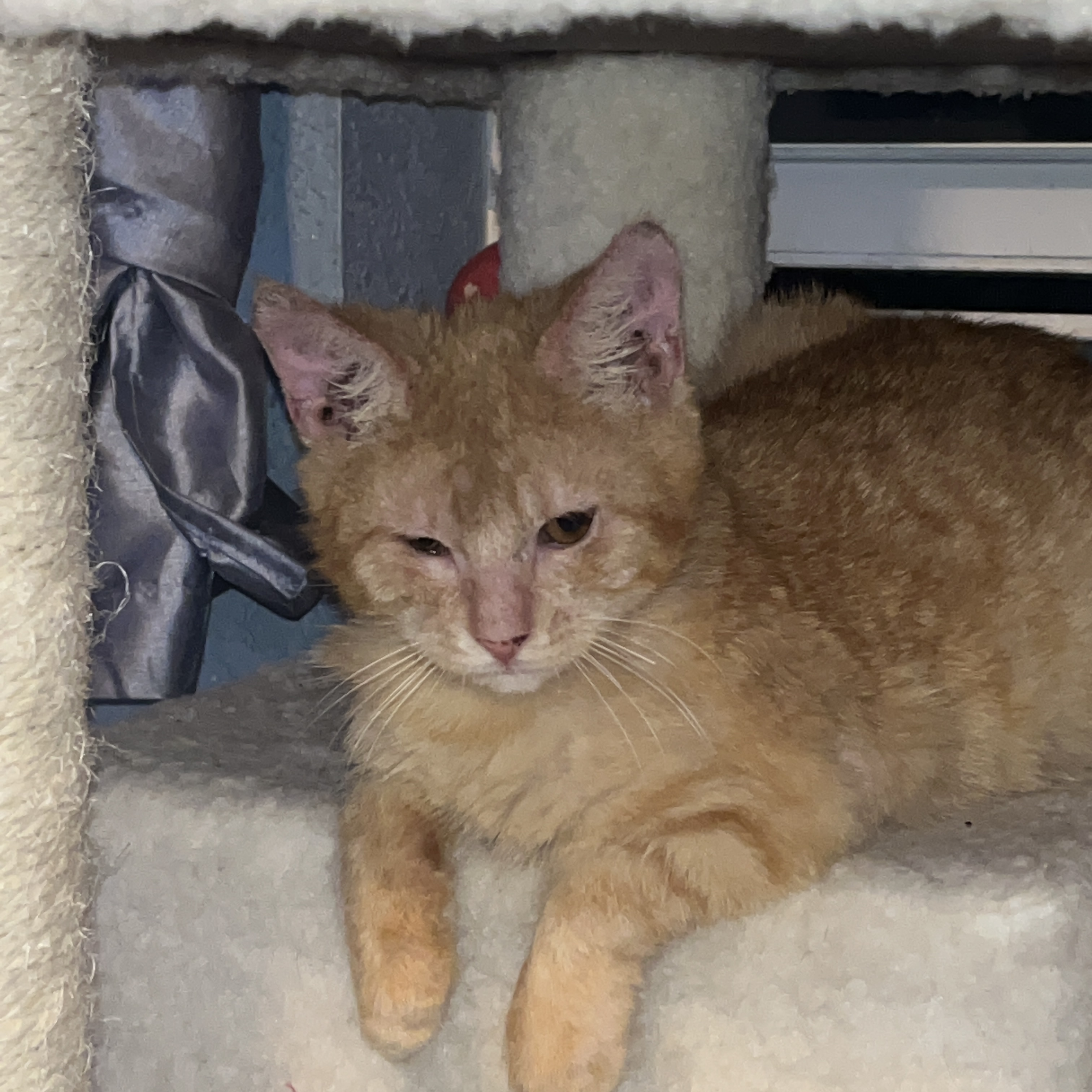 Kitty Beans , an adoptable Domestic Short Hair in Palm City, FL, 34990 | Photo Image 3