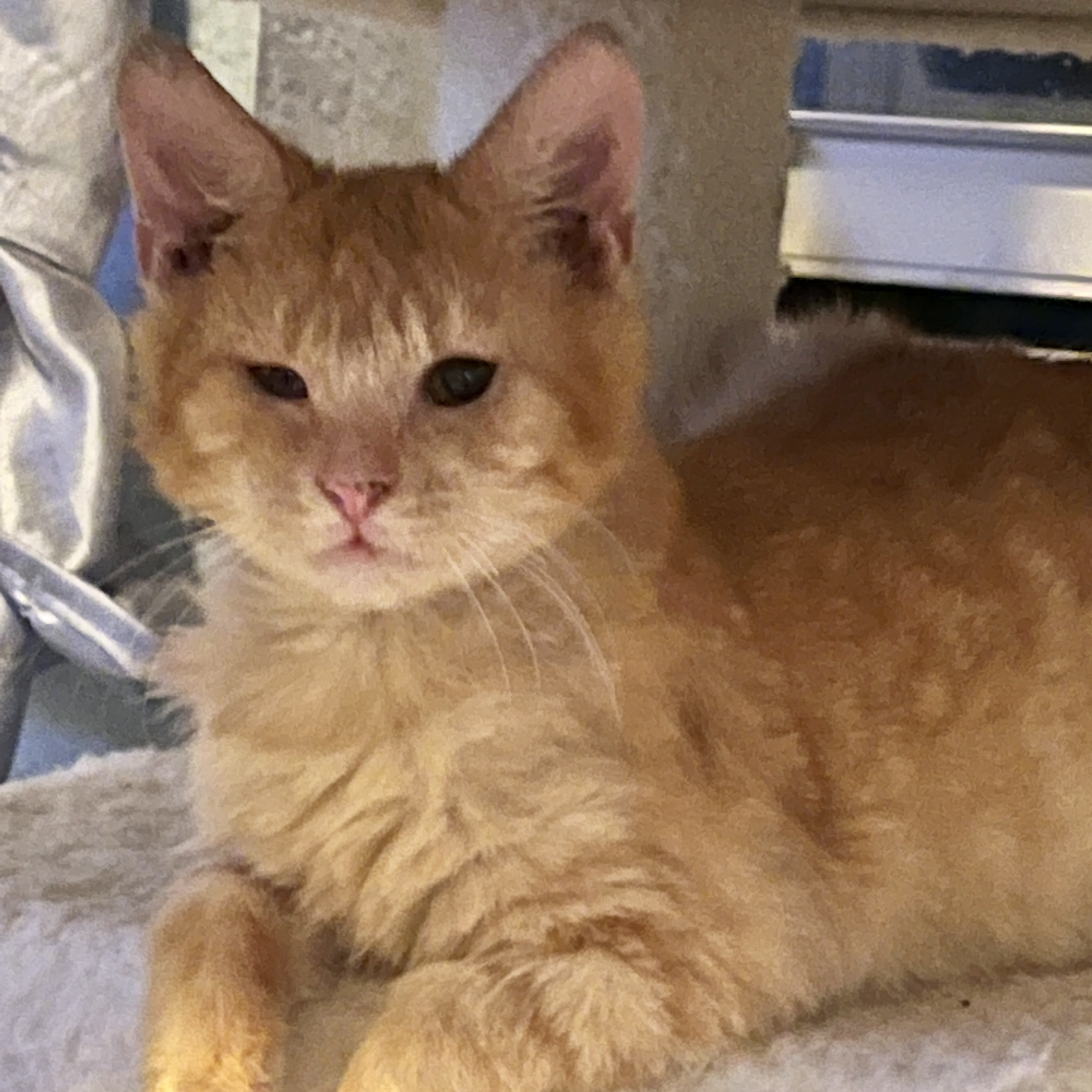 Kitty Beans , an adoptable Domestic Short Hair in Palm City, FL, 34990 | Photo Image 4