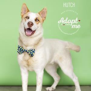 Hutch, an adoptable Shepherd, Siberian Husky in Visalia, CA, 93277 | Photo Image 1