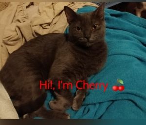 Cherry Domestic Short Hair Cat