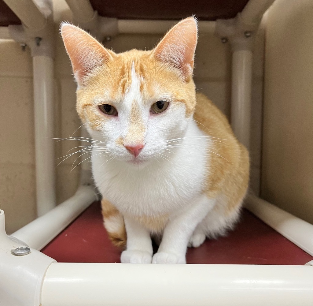 Macaroni, an adoptable Domestic Short Hair in Shorewood, IL, 60431 | Photo Image 1