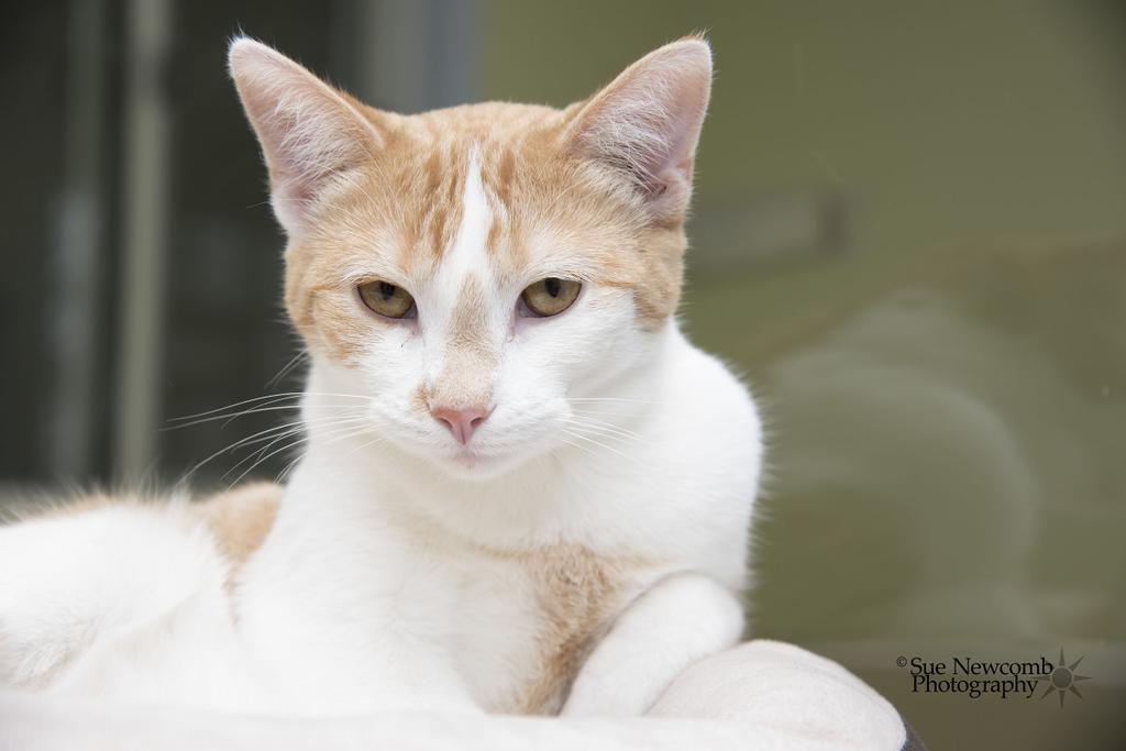 Macaroni, an adoptable Domestic Short Hair in Shorewood, IL, 60431 | Photo Image 2