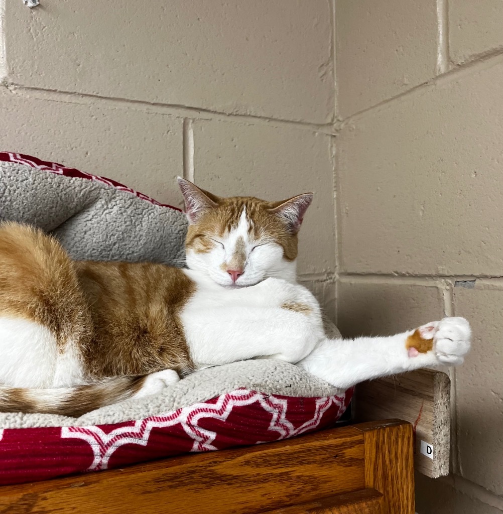 Macaroni, an adoptable Domestic Short Hair in Shorewood, IL, 60431 | Photo Image 3