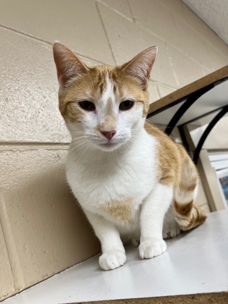 Macaroni, an adoptable Domestic Short Hair in Shorewood, IL, 60431 | Photo Image 4