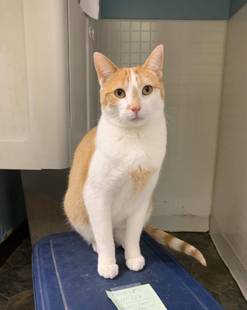 Macaroni, an adoptable Domestic Short Hair in Shorewood, IL, 60431 | Photo Image 5