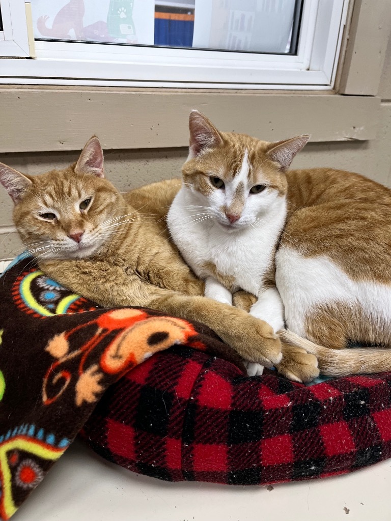 Macaroni, an adoptable Domestic Short Hair in Shorewood, IL, 60431 | Photo Image 6