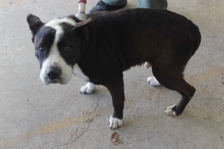 5827, an adoptable Border Collie, Pit Bull Terrier in Olive Branch, MS, 38654 | Photo Image 1