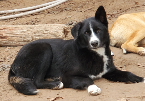 Porky, an adopted Border Collie Mix in Colorado Springs, CO_image-2