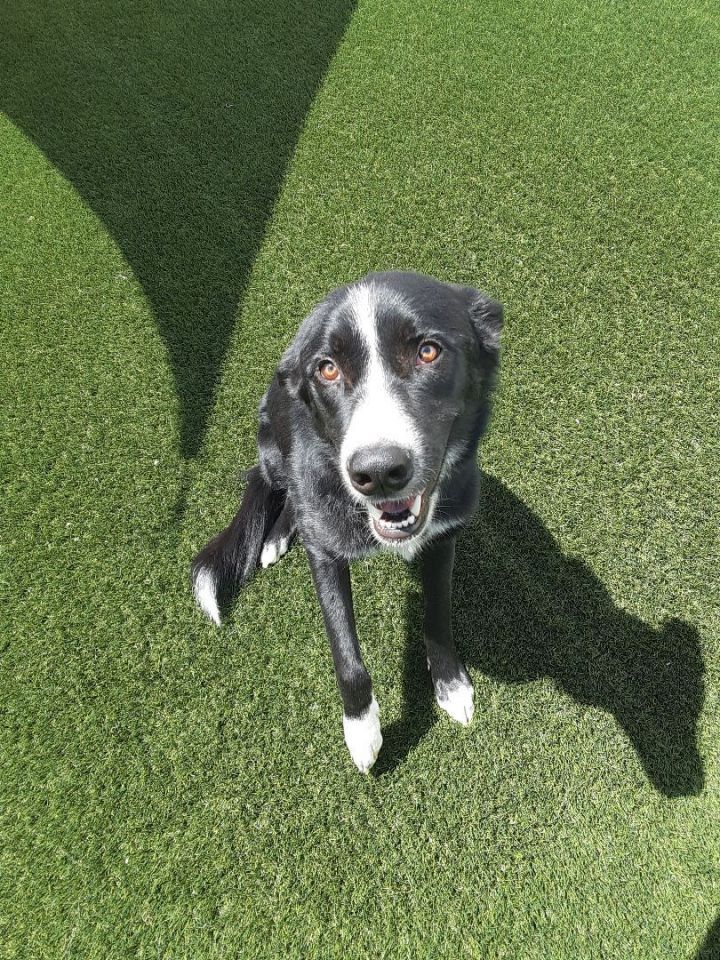 Porky, an adopted Border Collie Mix in Colorado Springs, CO_image-3