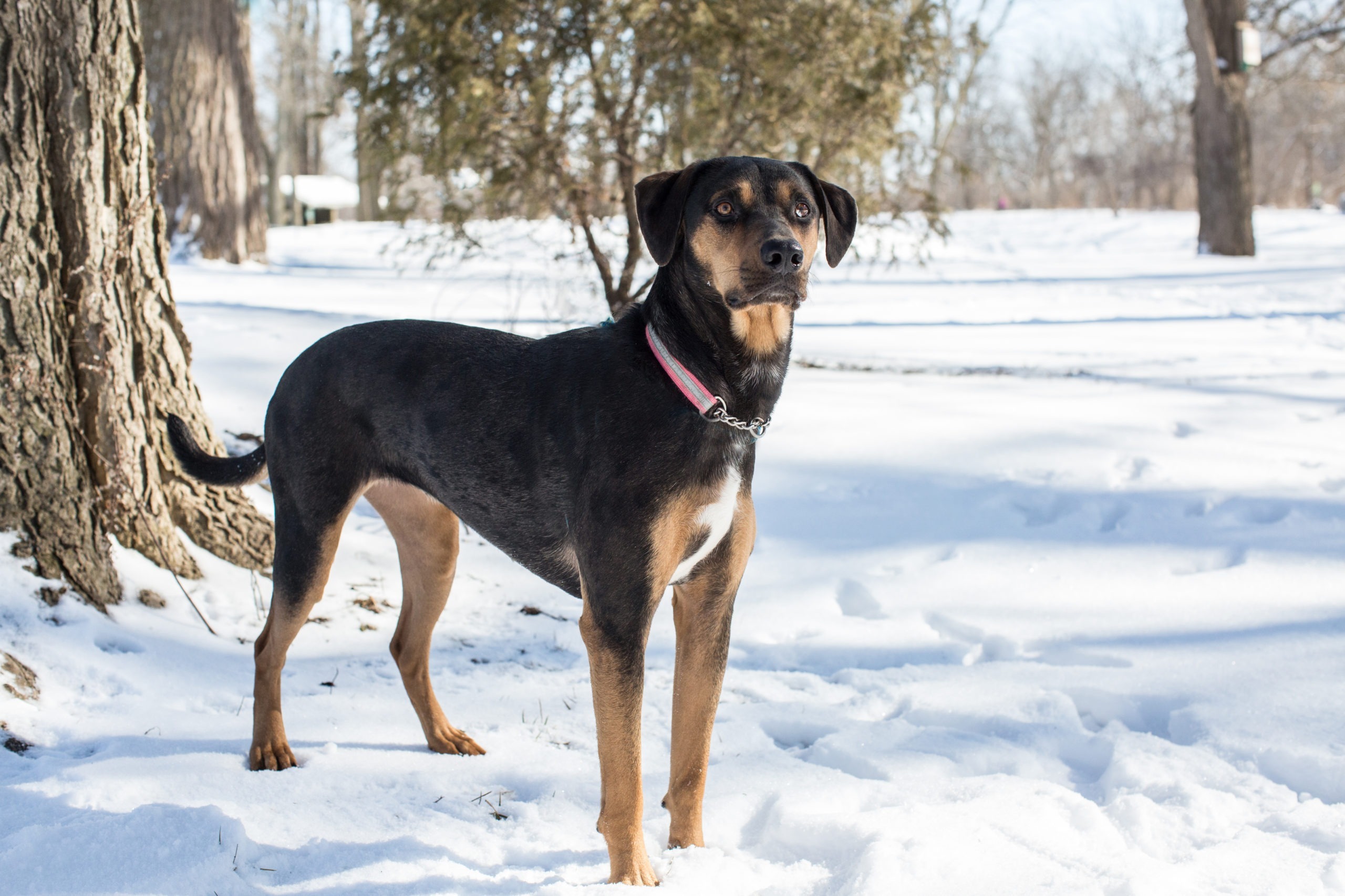 Leia, an adoptable Catahoula Leopard Dog, Mixed Breed in Duart, ON, N0L 1H0 | Photo Image 1