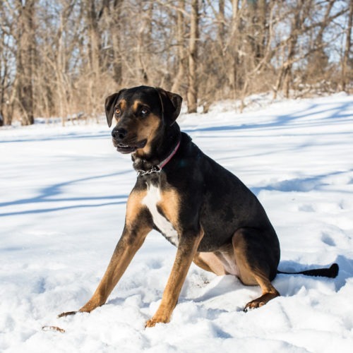 Leia, an adoptable Catahoula Leopard Dog, Mixed Breed in Duart, ON, N0L 1H0 | Photo Image 2