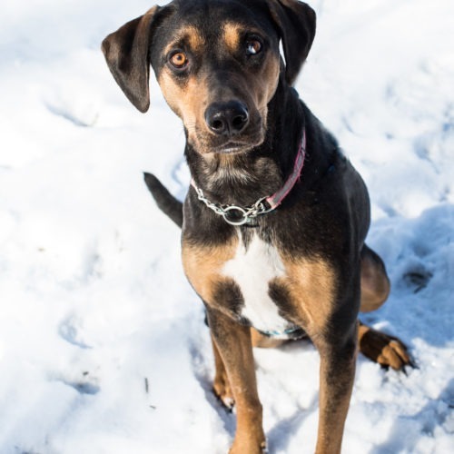 Leia, an adoptable Catahoula Leopard Dog, Mixed Breed in Duart, ON, N0L 1H0 | Photo Image 3