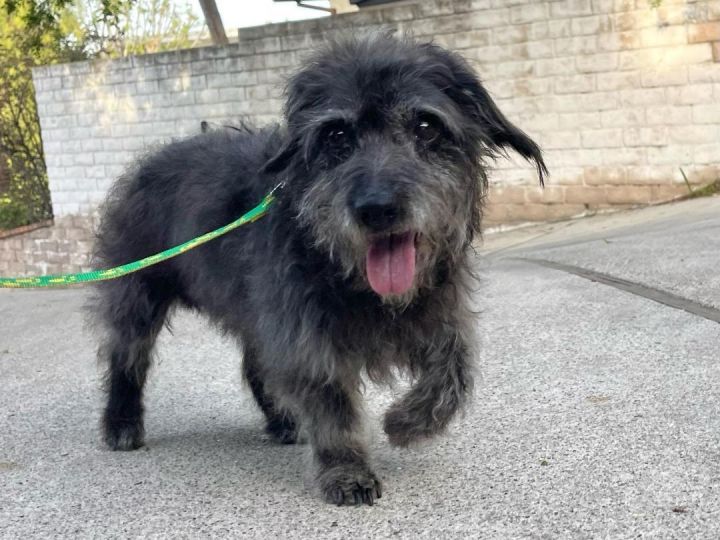 Luigi, an adopted Dachshund & Poodle Mix in Los Angeles, CA_image-1