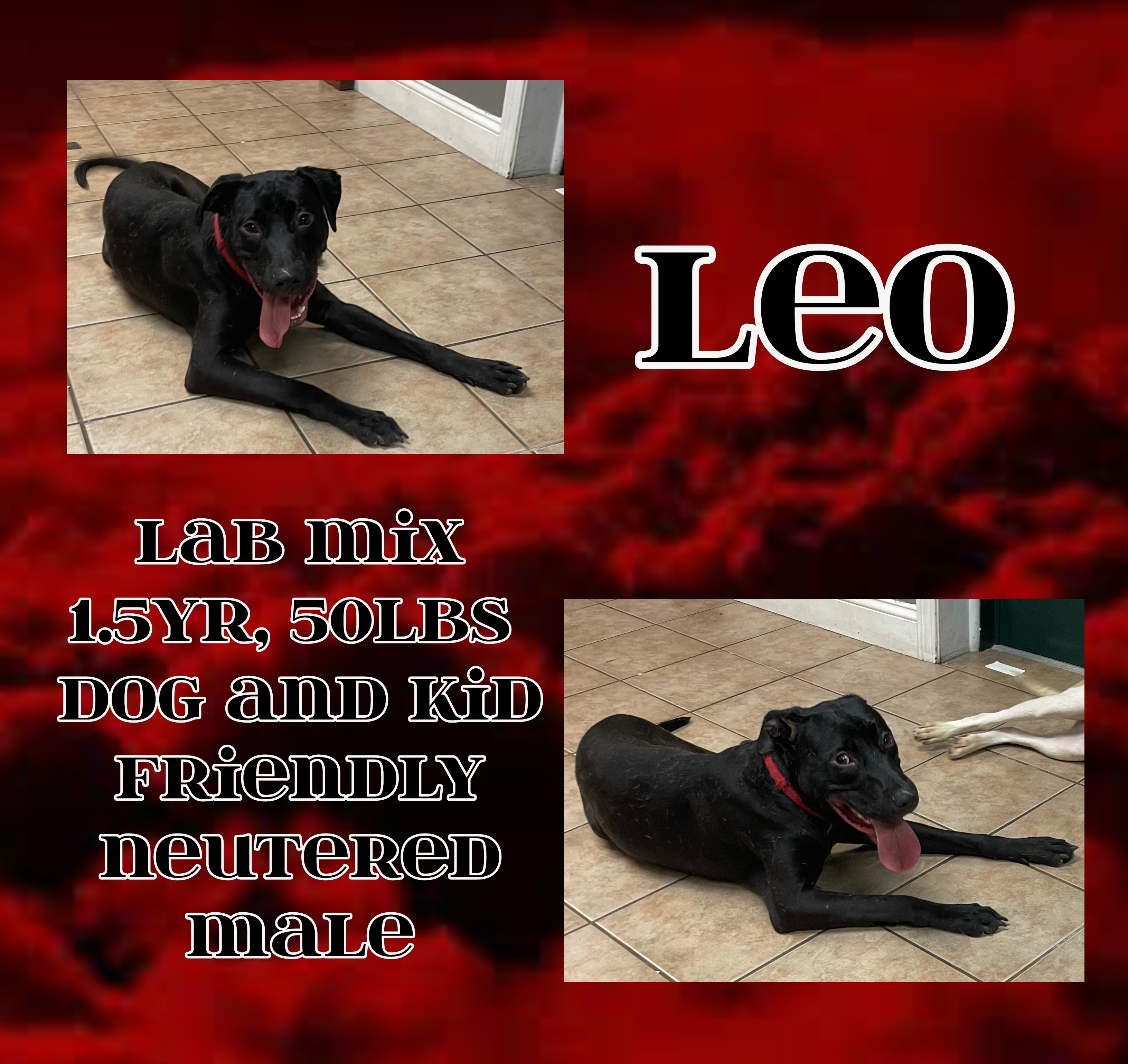 Leo