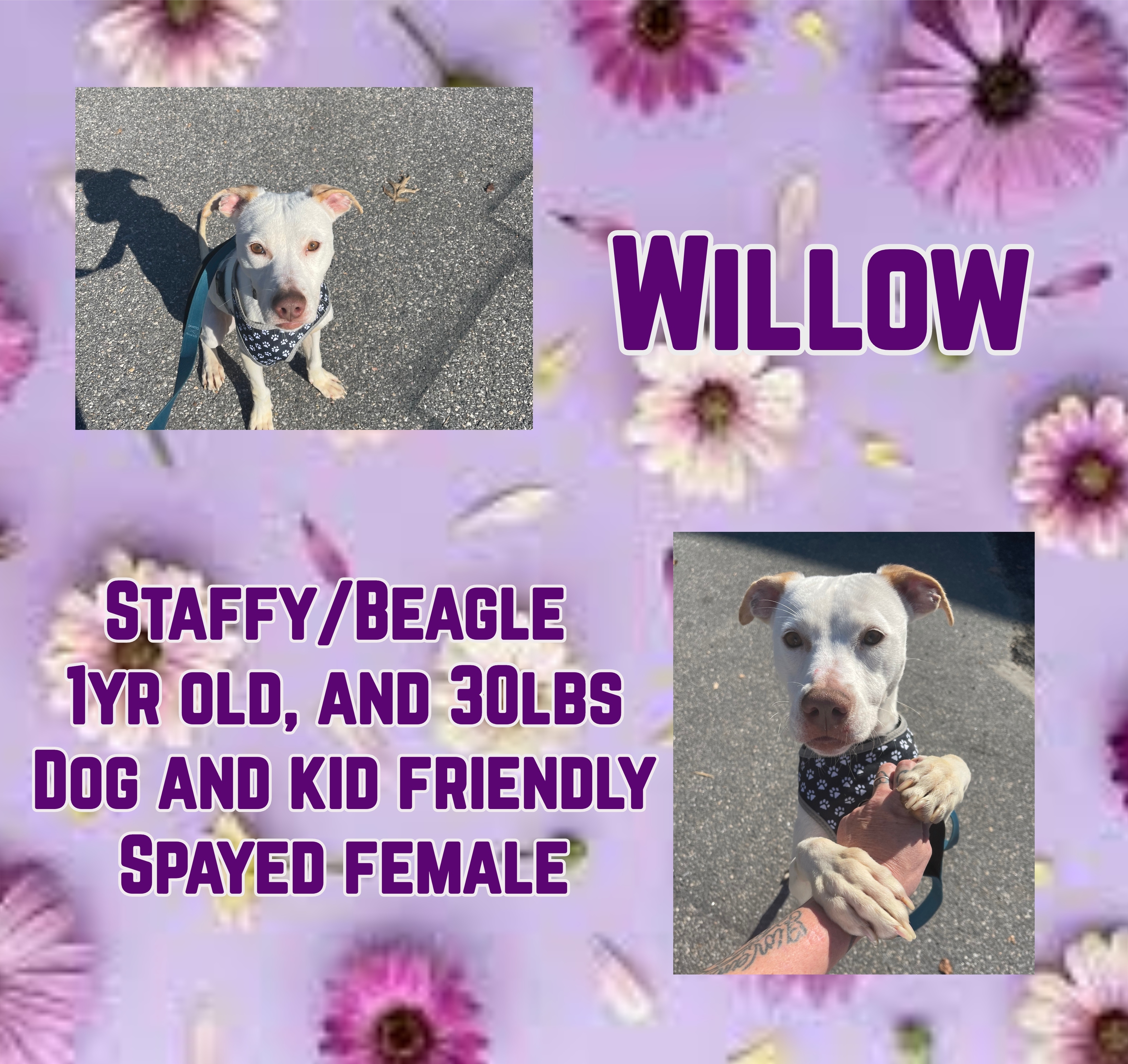 Willow