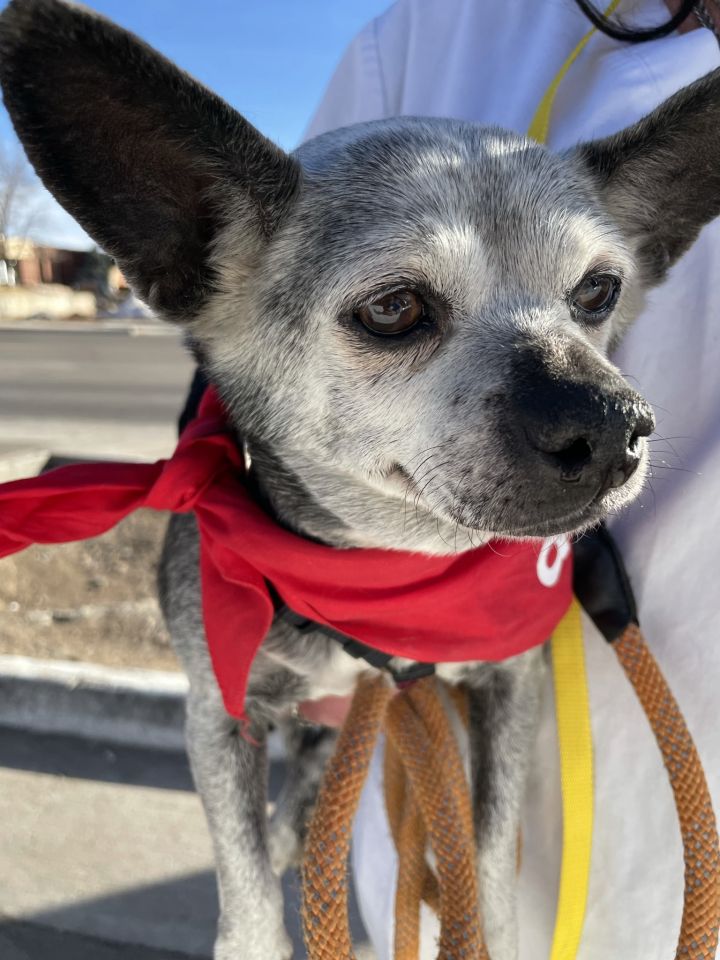 8 year old chihuahua mix available for adoption in NYC area : r/rescuedogs