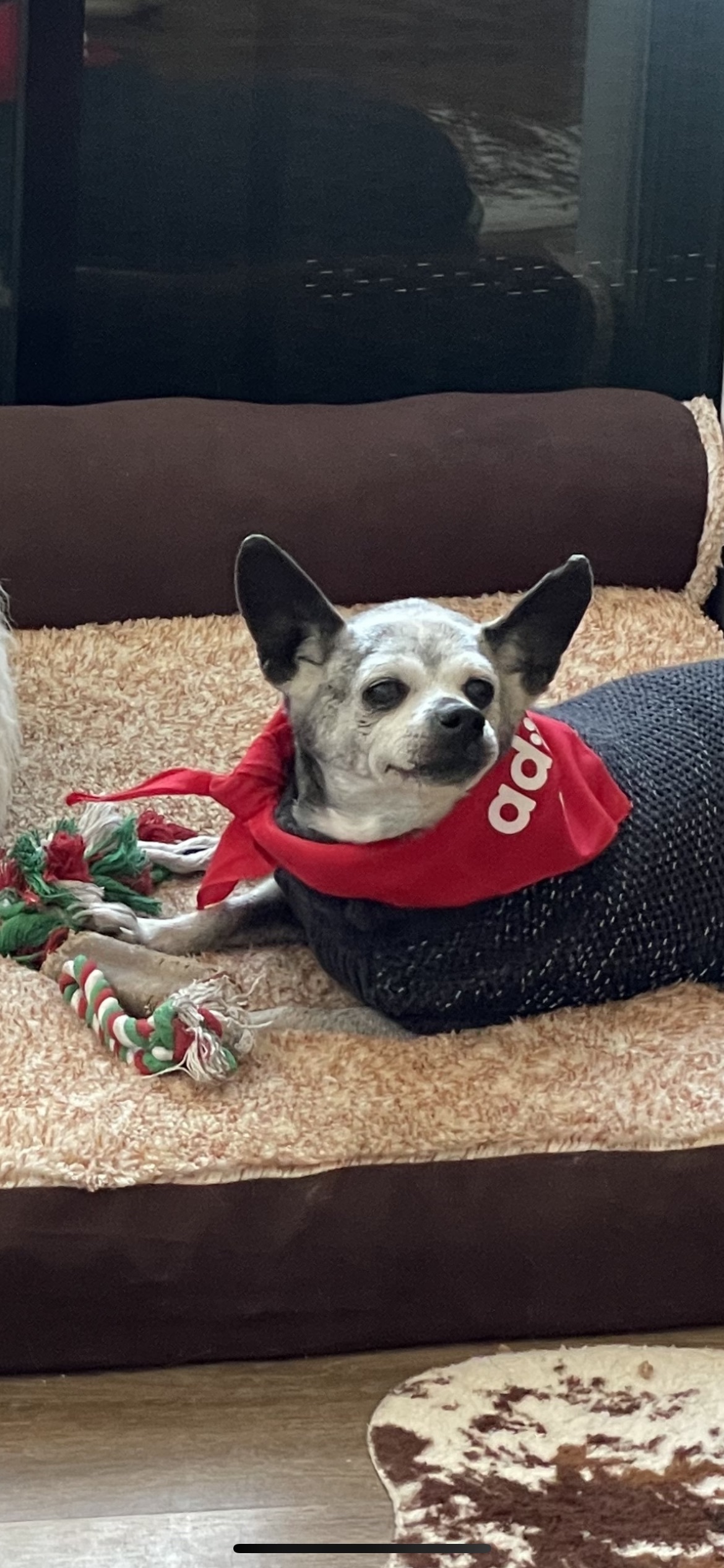 Arnold , an adoptable Chihuahua, Mixed Breed in Colorado Springs, CO, 80918 | Photo Image 3