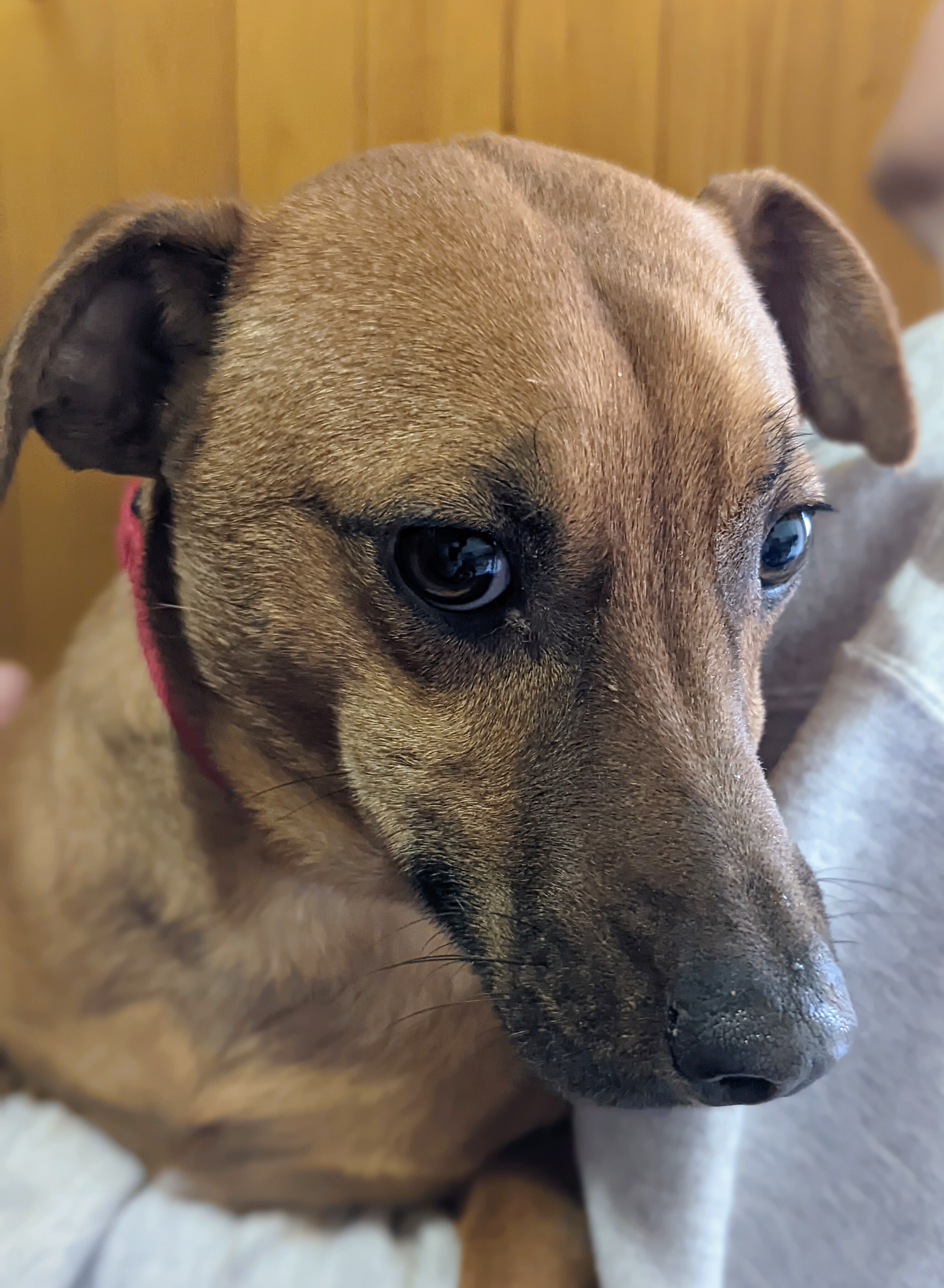 OTI, an adoptable Dachshund in Pena Blanca, NM, 87041 | Photo Image 1