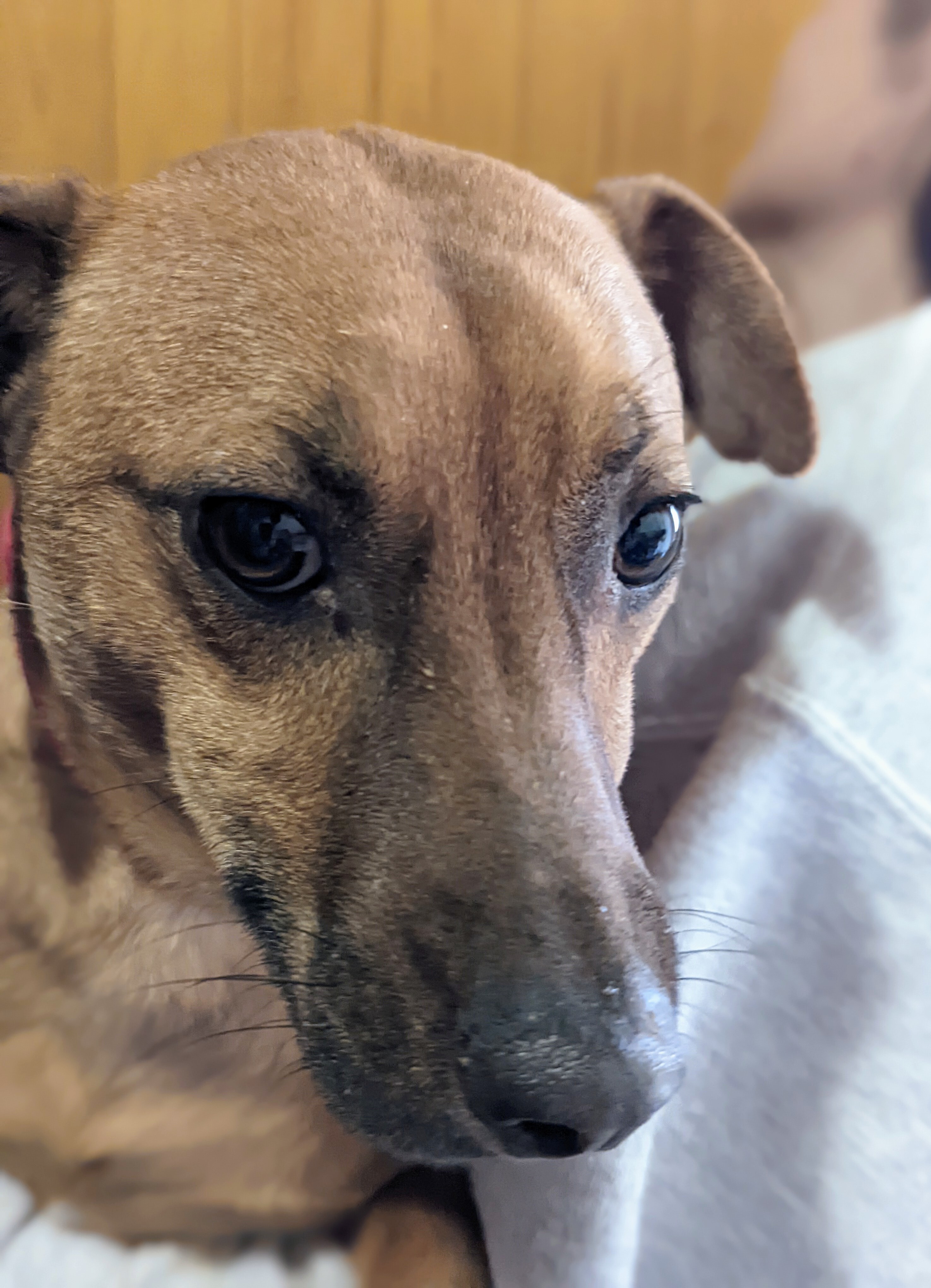 OTI, an adoptable Dachshund in Pena Blanca, NM, 87041 | Photo Image 2