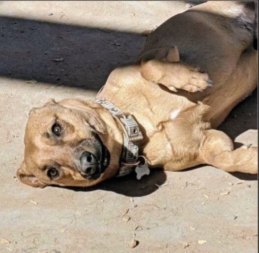 OTI, an adoptable Dachshund in Pena Blanca, NM, 87041 | Photo Image 3