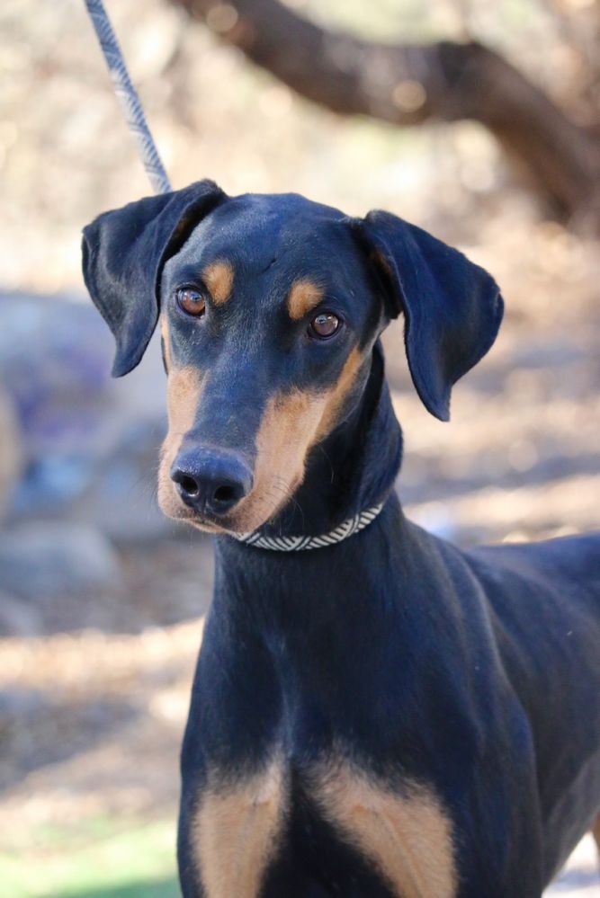 Doberman whippet deals